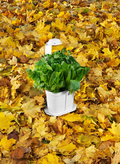 Tregren Genie hydroponic indoor garden lettuce