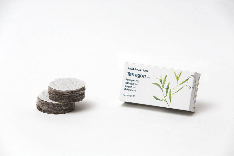 Tregren Herbie and Genie seed pods tarragon